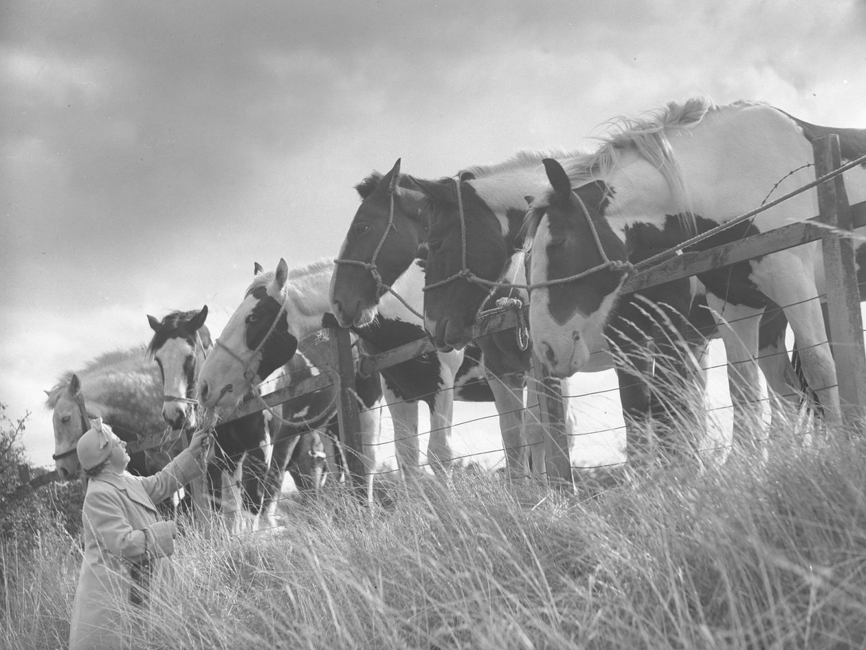 Cavalos debruçados sobre a vedação e a serem alimentados por uma senhora de Joseph Hardman