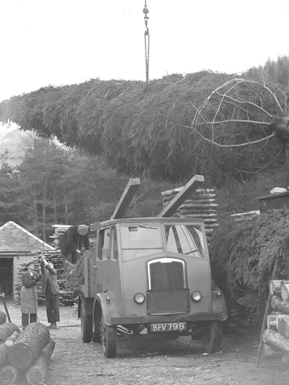 Camião a ser carregado com árvores de Natal de Joseph Hardman