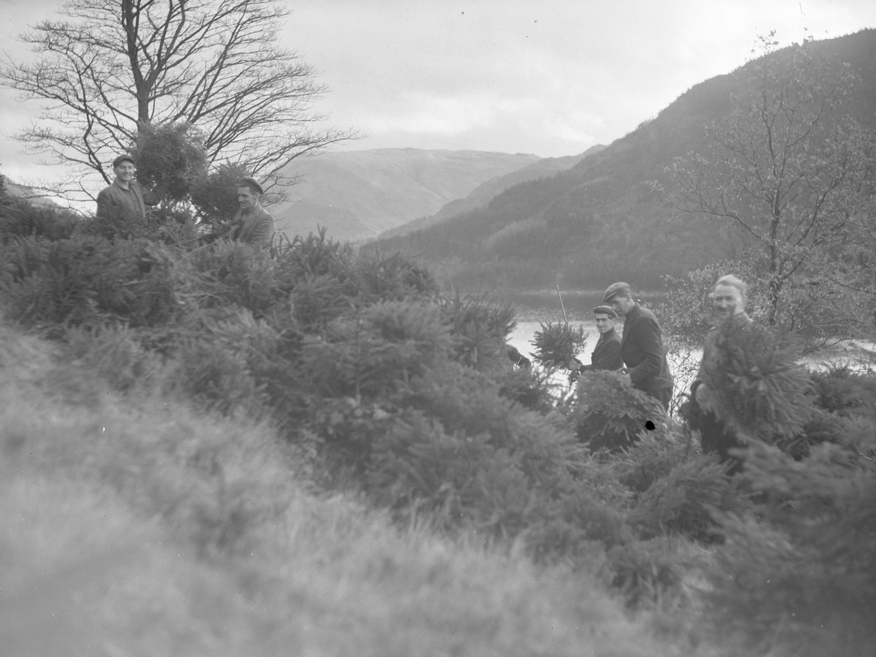 Homens a trabalhar entre árvores de Natal abatidas em Thirlmere de Joseph Hardman