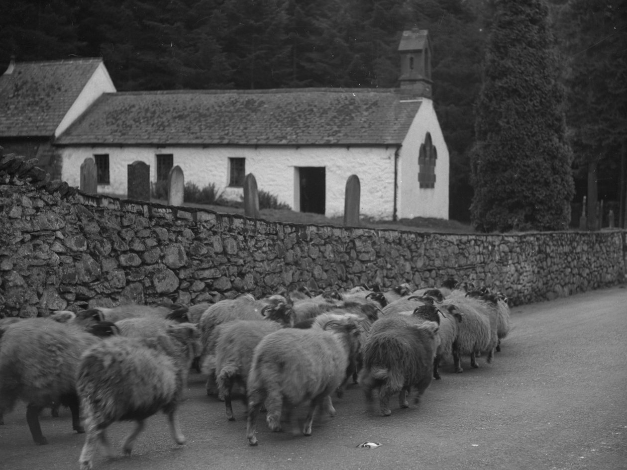Ovelhas a caminhar pela estrada fora da igreja em Thirlmere de Joseph Hardman