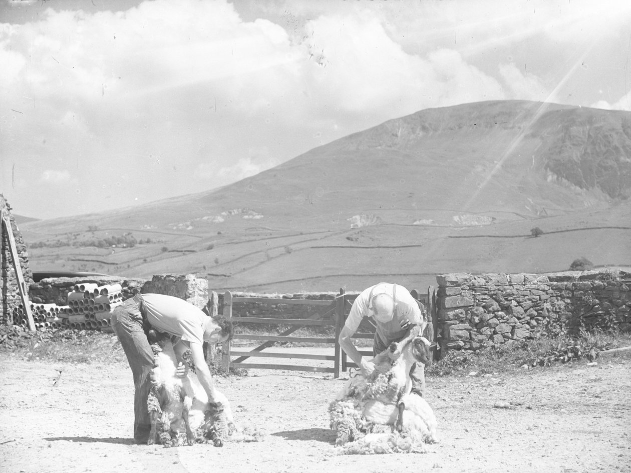 Duas ovelhas a serem tosquiadas à mão em Thirlmere de Joseph Hardman