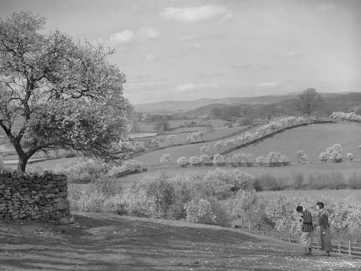 Duas mulheres a olhar para as árvores em flor em primeiro plano de Joseph Hardman