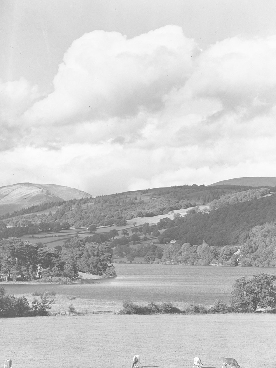 Vista sobre o gado a pastar nos campos até à água de Esthwaite, com a floresta e as montanhas ao fundo de Joseph Hardman