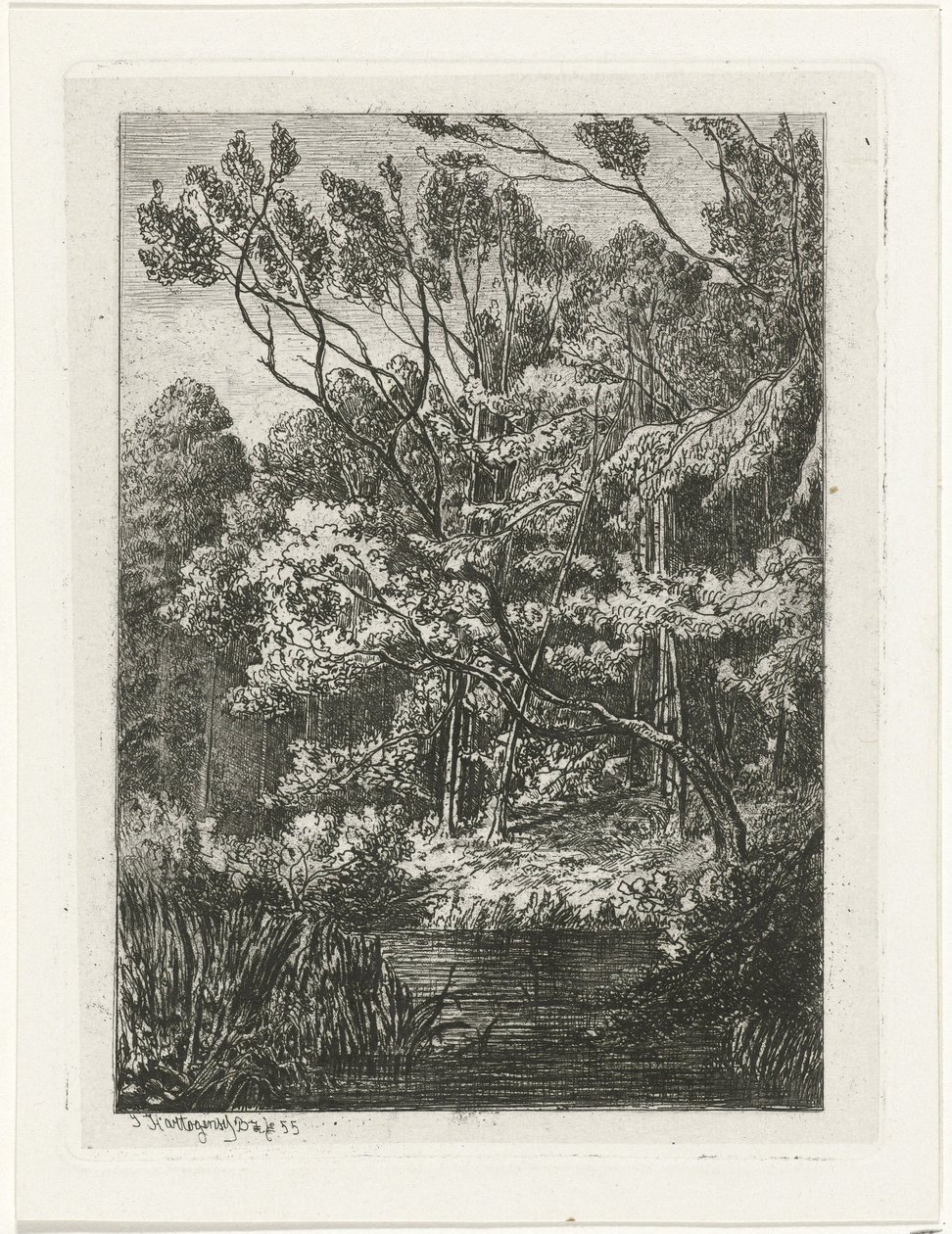 Vista da floresta de Joseph Hartogensis