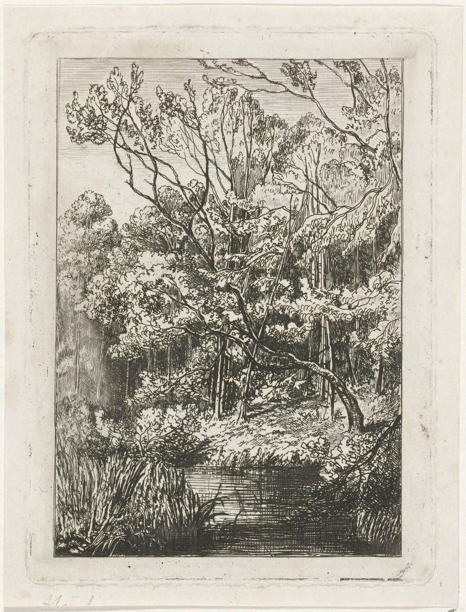 vista da floresta de Joseph Hartogensis