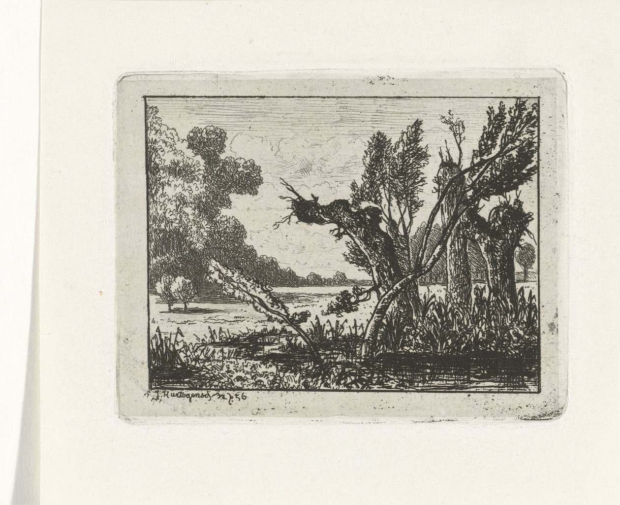Knotwilgen de Joseph Hartogensis