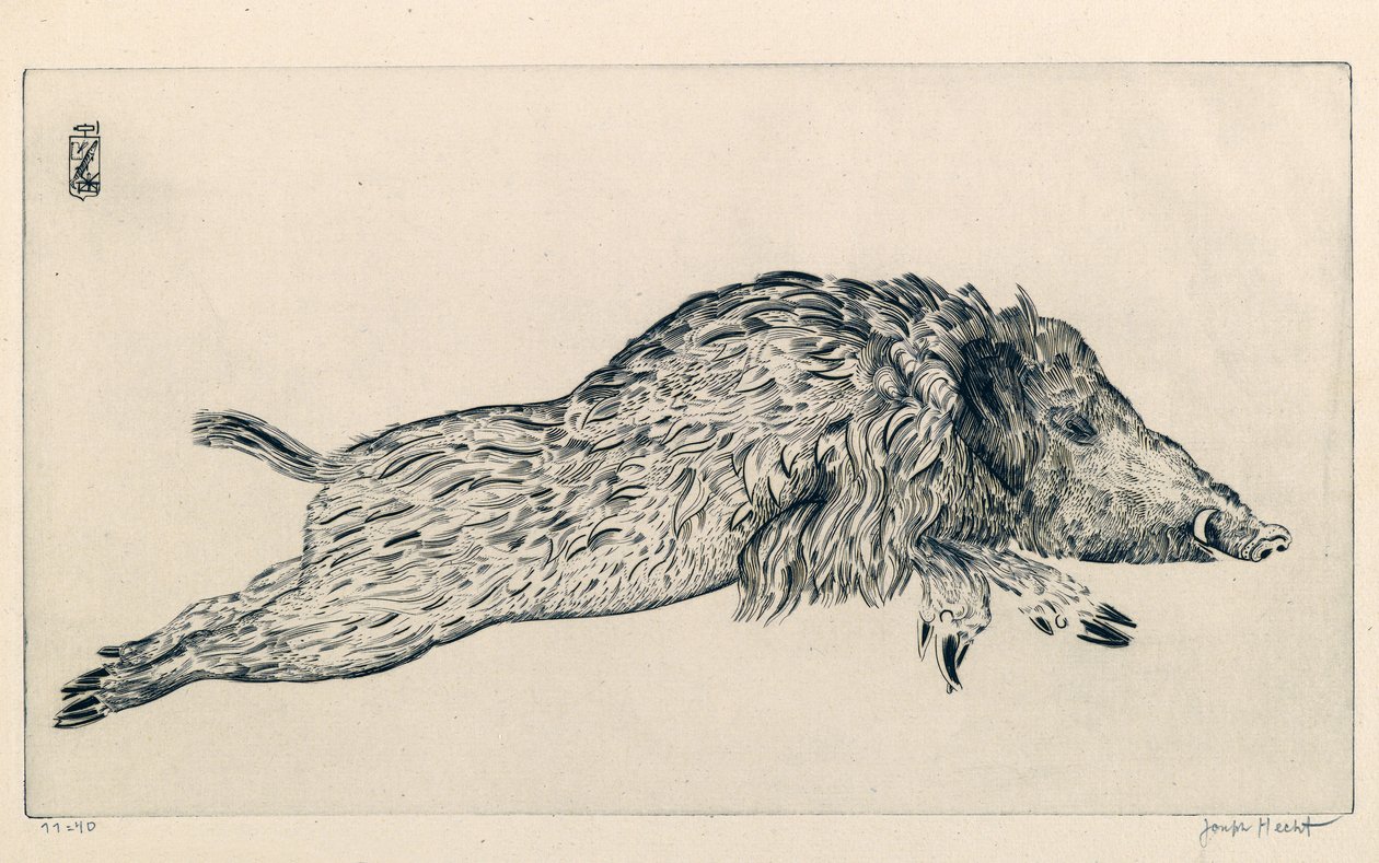 Javali (Le Sanglier) (gravura) de Joseph Hecht