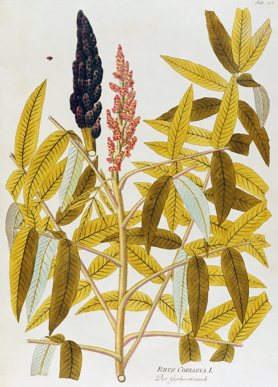 sumach (Rhus coriaria) de Joseph Jacob von Plenck (1735-1807), de Icones plantarum medicinalium, Viena. de Joseph Jacob Plenck