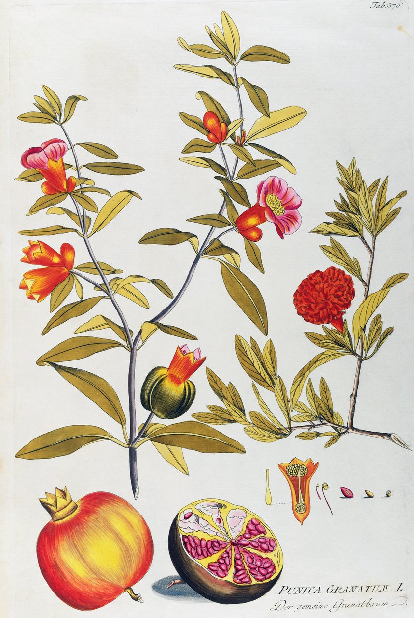 Pomegranate (Punica granatum) de Joseph Jacob von Plenck (1735-1807), de Icones plantarum medicinalium, Viena de Joseph Jacob Plenck