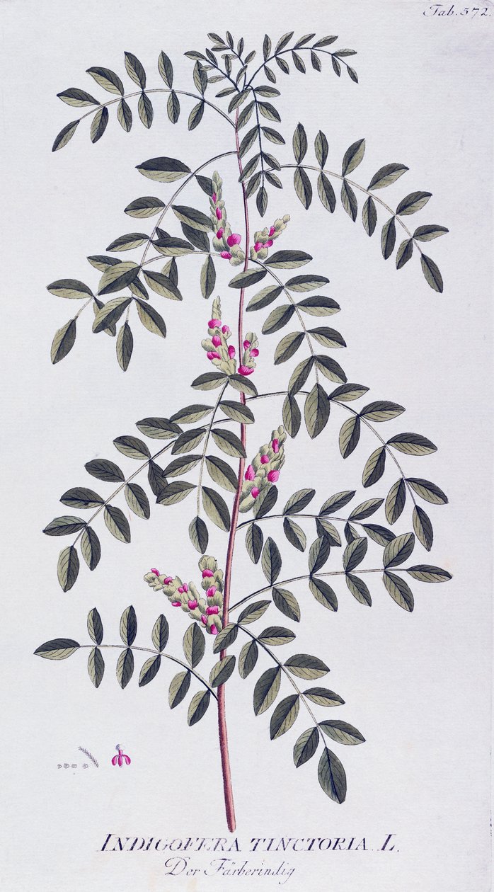Verdadeiro índigo (Indigofera tinctoria) por Joseph Jacob von Plenck (1735-1807), de Icones plantarum medicinalium, Viena de Joseph Jacob Plenck