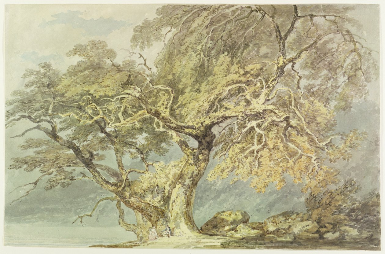 Uma Grande Árvore, c.1796 (wc sobre grafite sobre papel) de Joseph Mallord William Turner