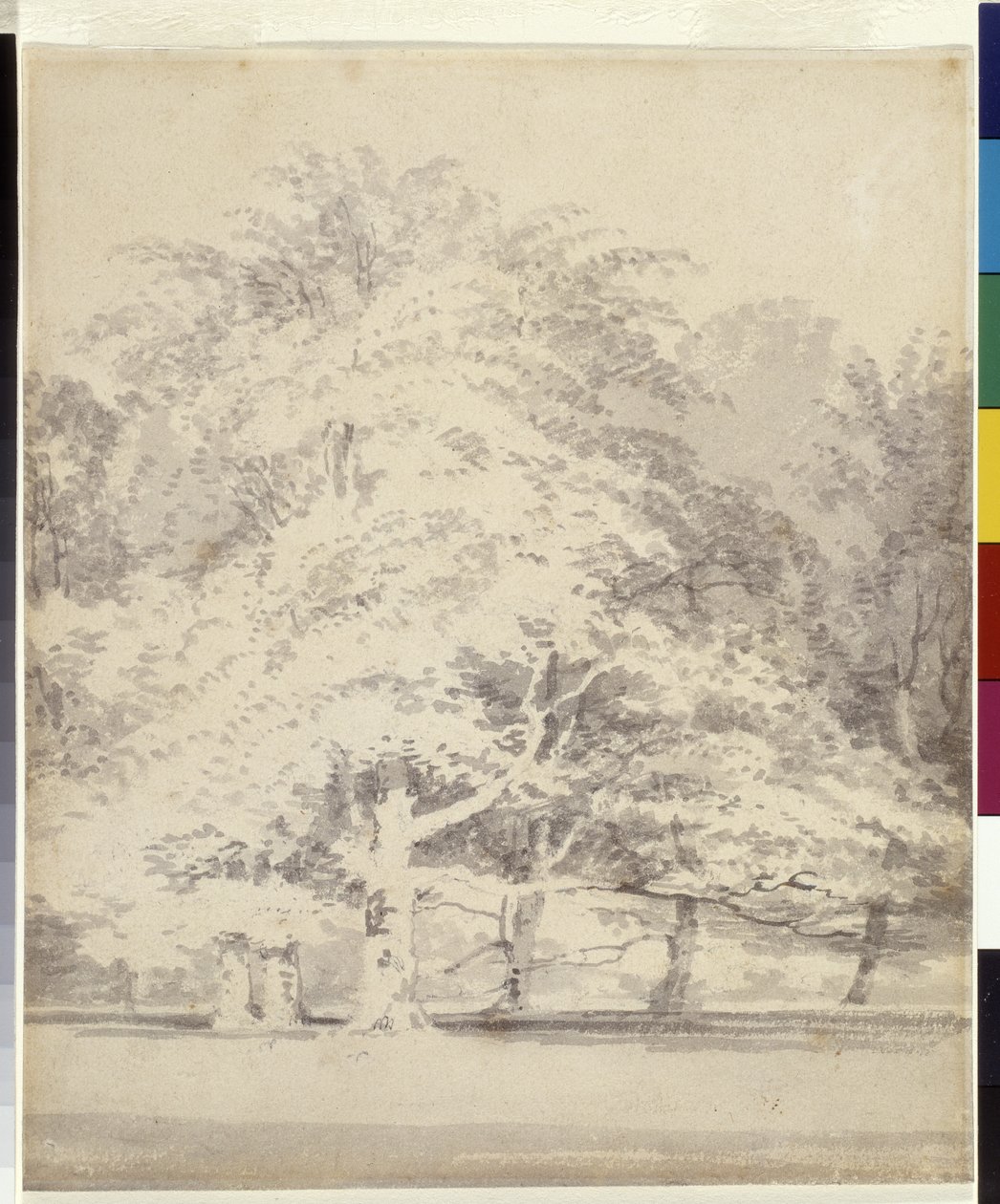 Faia Trees (tinta cinzenta lava a lápis sobre papel branco) de Joseph Mallord William Turner