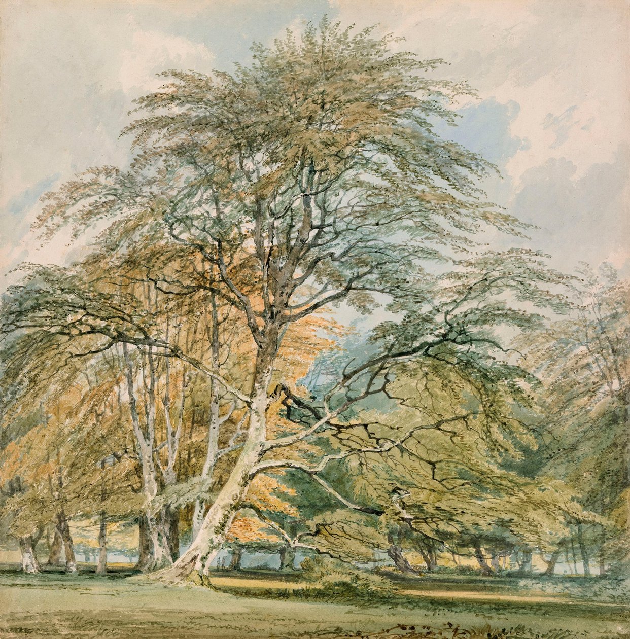 Faias em Norbury Park, Leatherhead, Surrey de Joseph Mallord William Turner