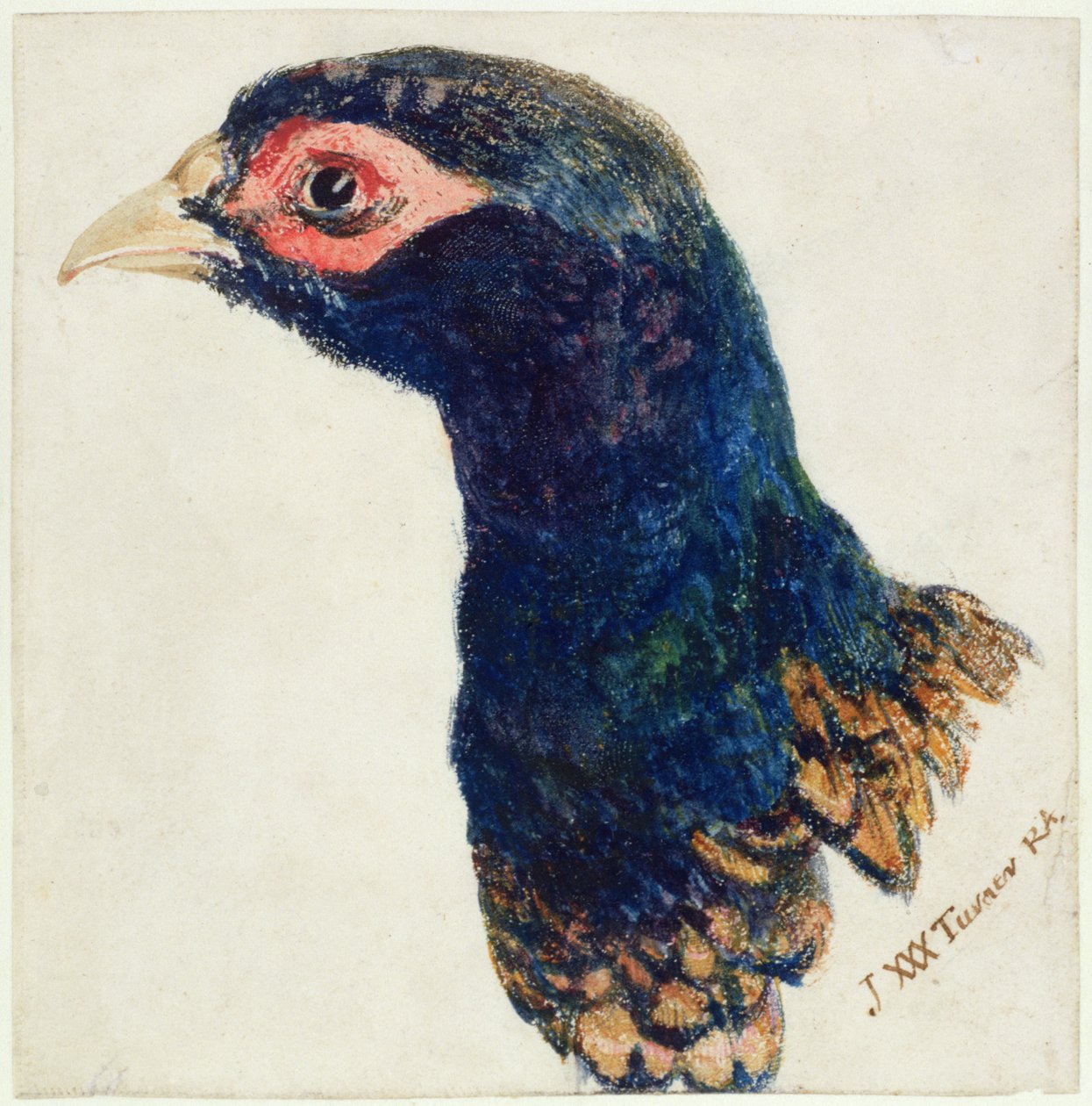 Cock Pheasant, The Farnley Book of Birds, c.1816 (caneta e tinta e aguarela sobre papel) de Joseph Mallord William Turner