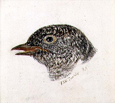 Cucu, de The Farnley Book of Birds, c.1816 (lápis e aguarela sobre papel) de Joseph Mallord William Turner
