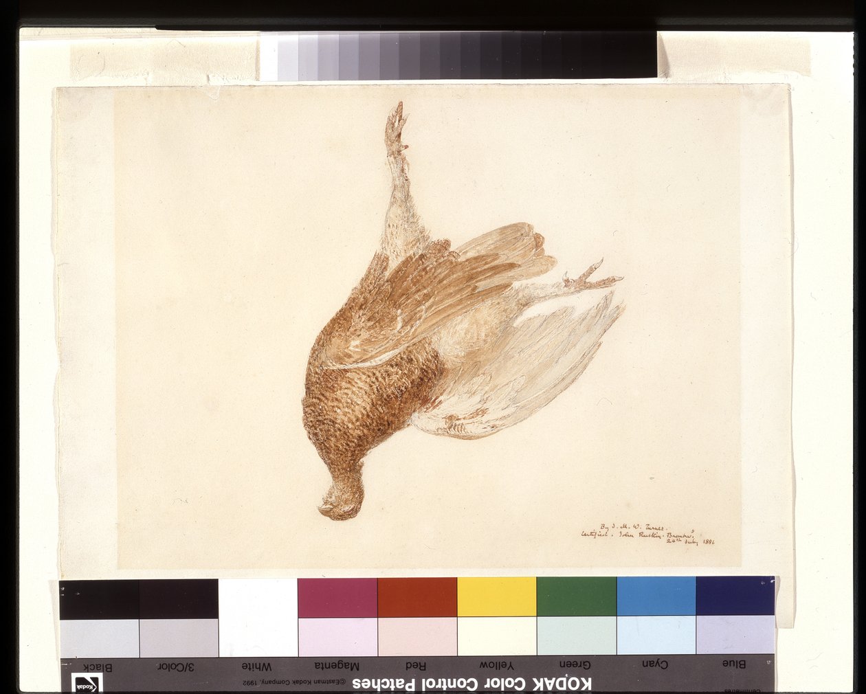 Grouse morto (aguarela sobre lápis sobre papel de trama branca) de Joseph Mallord William Turner