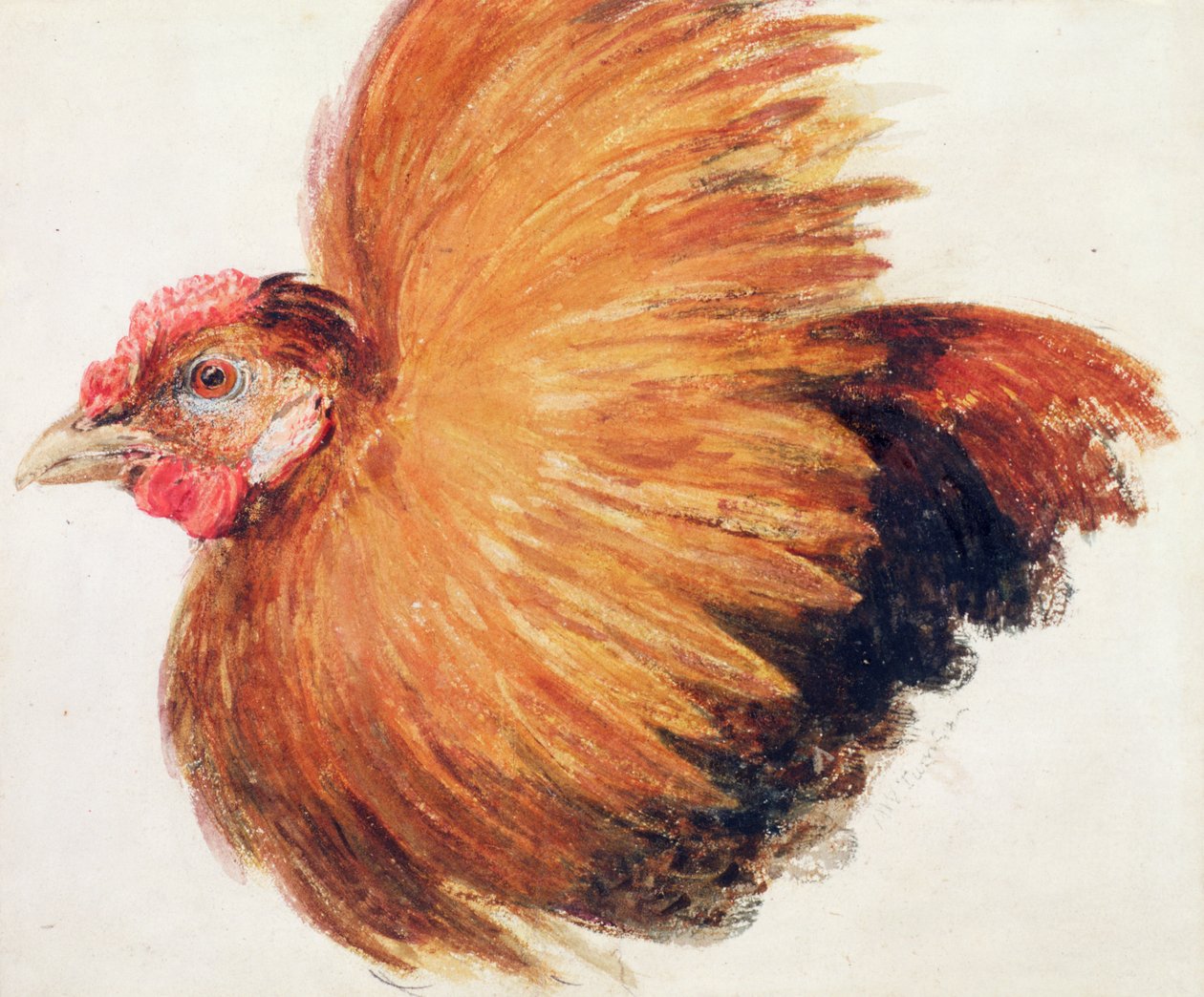 Game-Cock, de The Farnley Book of Birds, c.1816 de Joseph Mallord William Turner
