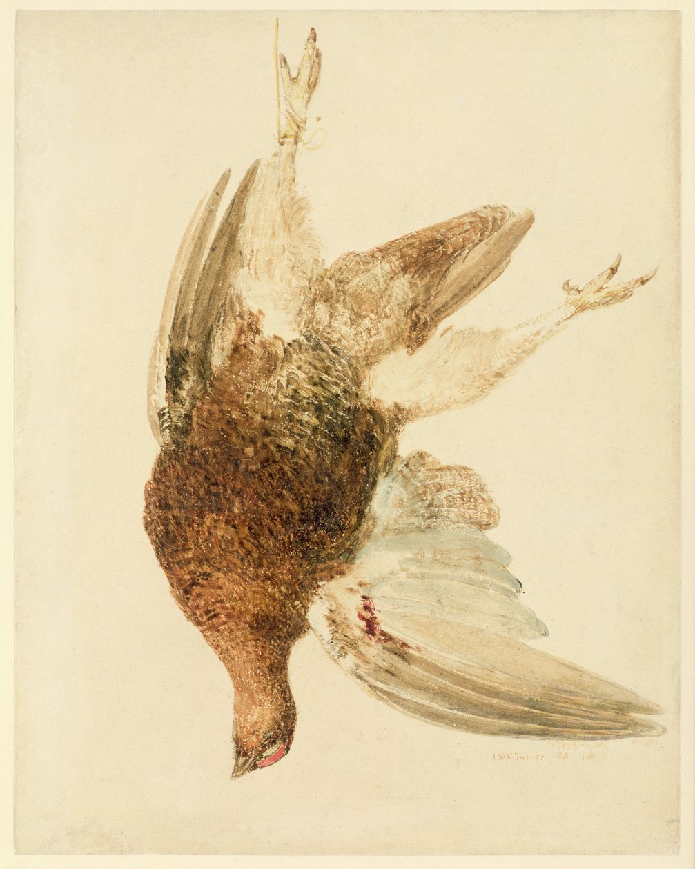 Grouse, de The Farnely Book of Birds, c.1816 (lápis e aguarela sobre papel) de Joseph Mallord William Turner