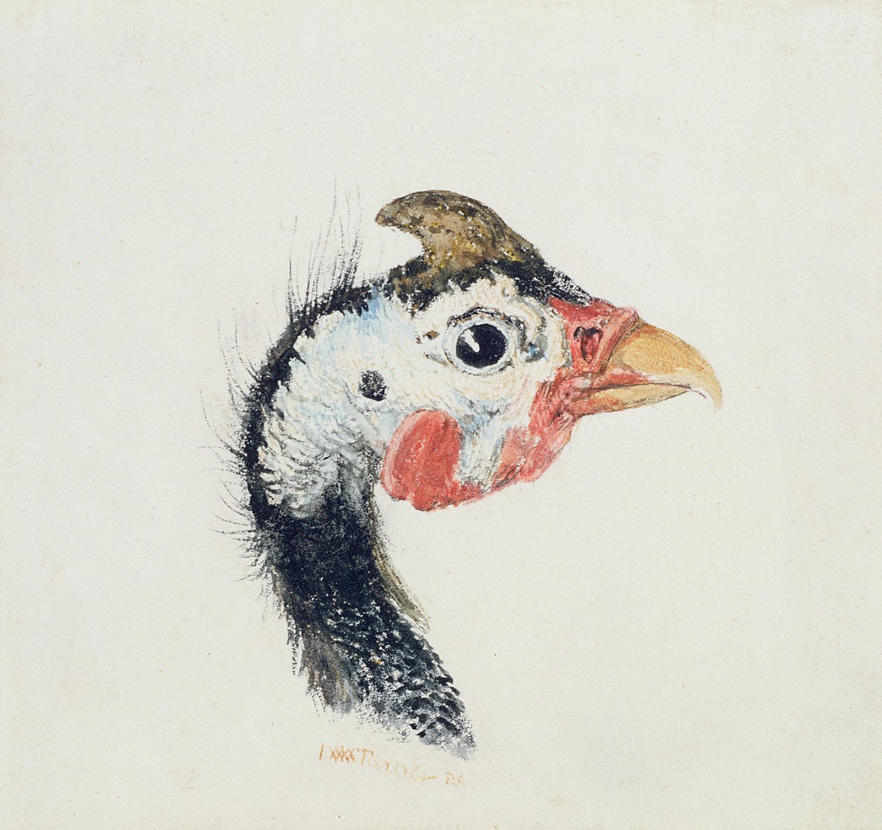 Guinea Fowl, de The Farnley Book of Birds, c.1816 de Joseph Mallord William Turner