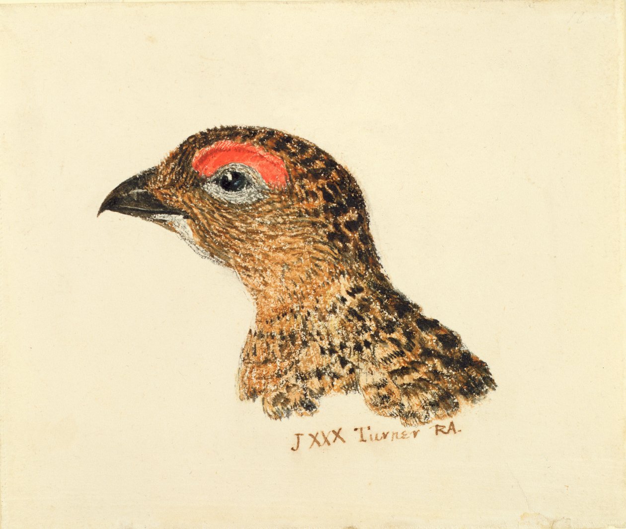 Chefe de Grouse, de The Farnley Book of Birds, c.1816 (lápis e aguarela sobre papel) de Joseph Mallord William Turner