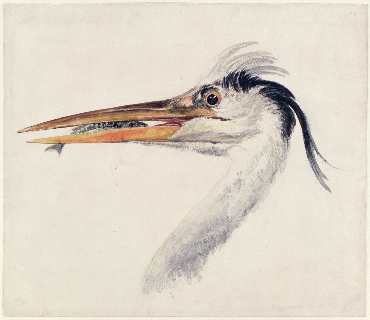 Heron, de The Farnley Book of Birds, c.1816 (caneta e tinta e aguarela sobre papel) de Joseph Mallord William Turner