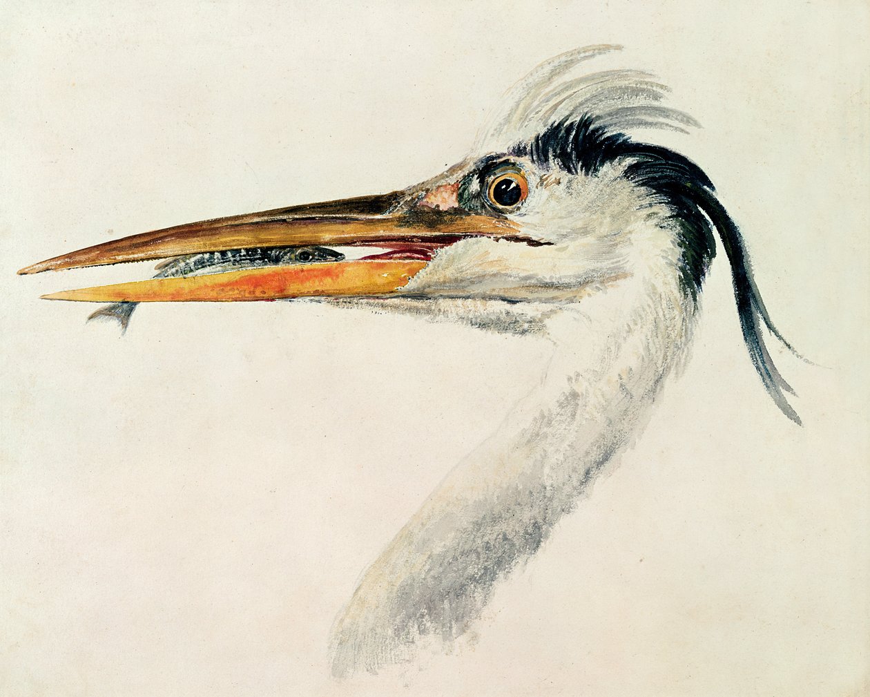 Heron com um peixe de Joseph Mallord William Turner