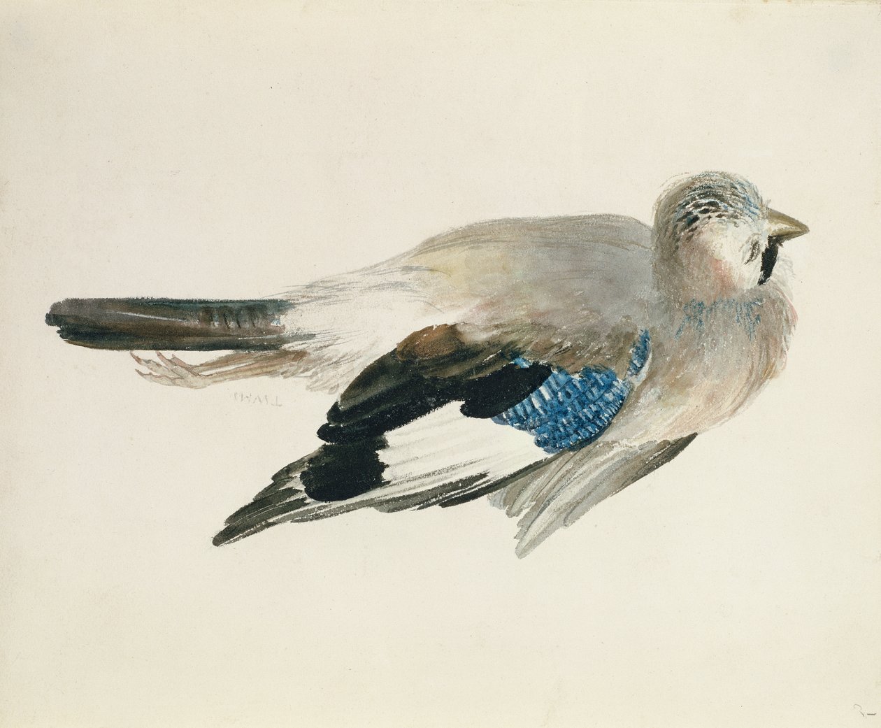 Jay, de The Farnley Book of Birds, c.1816 (lápis e aguarela sobre papel) de Joseph Mallord William Turner