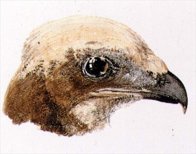 Moor Hawk, de The Farnley Book of Birds, c.1816 (lápis e aguarela sobre papel) de Joseph Mallord William Turner