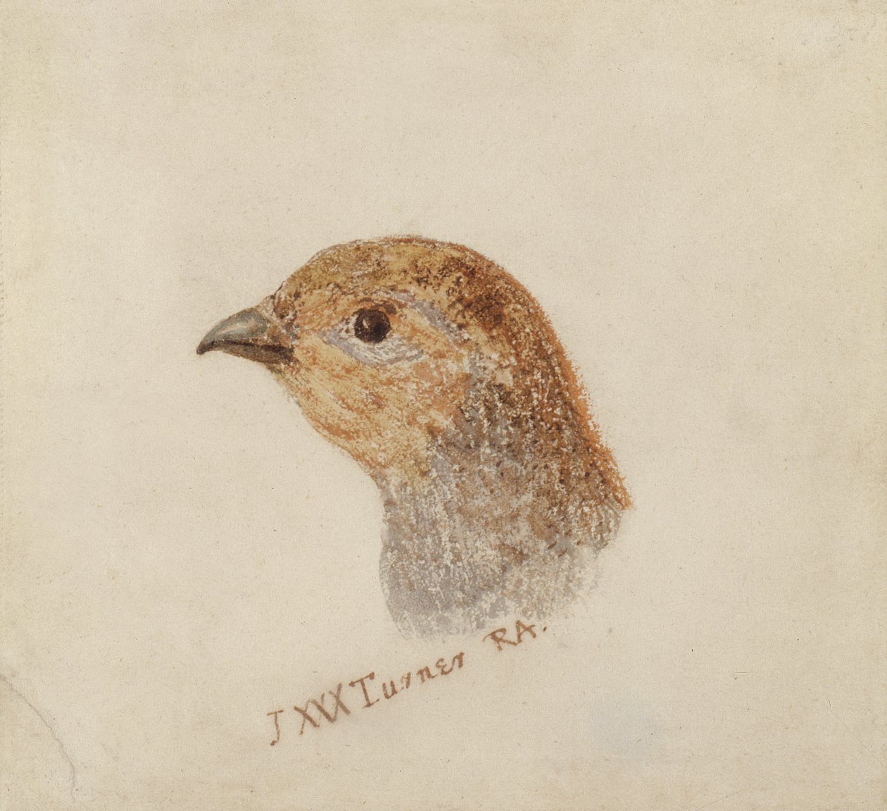 Partridge, de The Farnley Book of Birds, c.1816 (lápis e aguarela sobre papel) de Joseph Mallord William Turner