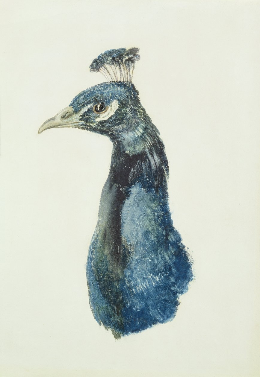 Peacock, de The Farnley Book of Birds, c.1816 (lápis e aguarela sobre papel) de Joseph Mallord William Turner