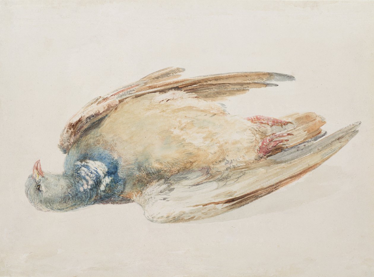 Pigeon, de The Farnley Book of Birds, c.1816 (lápis e aguarela sobre papel) de Joseph Mallord William Turner