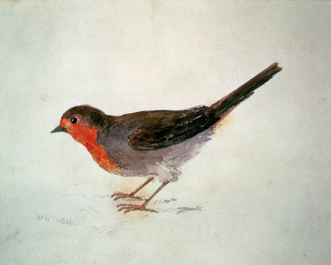 Robin, de The Farnley Book of Birds, c.1816 (lápis e aguarela sobre papel) de Joseph Mallord William Turner