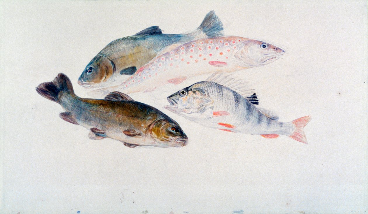 Estudo de peixes: Dois Tench, uma truta e uma vara, c1822-1824. de Joseph Mallord William Turner