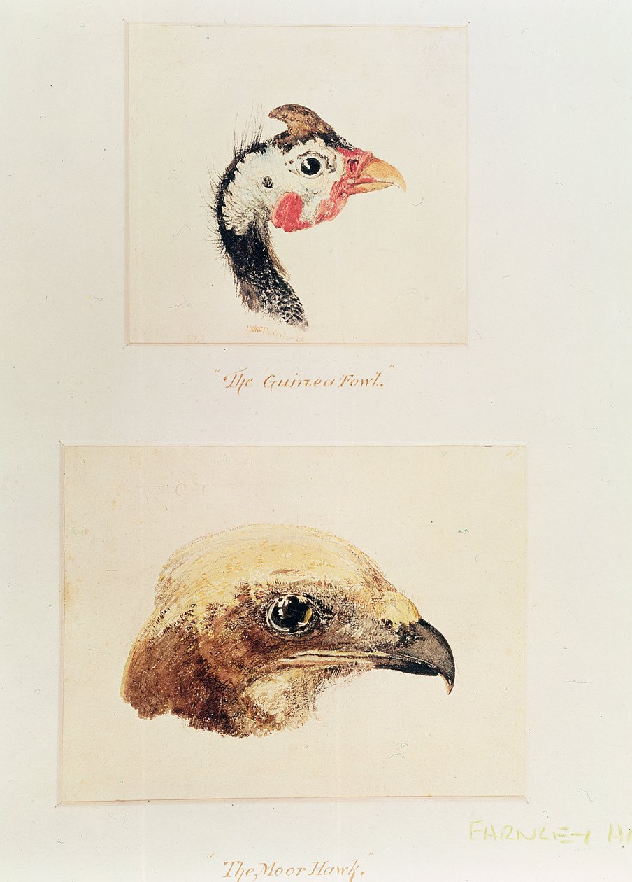 A galinha da Guiné e o falcão mouro de Joseph Mallord William Turner