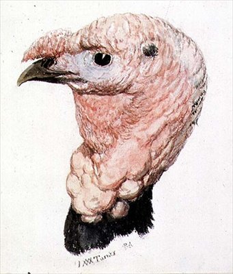 Turquia, de The Farnley Book of Birds, c. 1816 (caneta e tinta e aguarela sobre papel) de Joseph Mallord William Turner