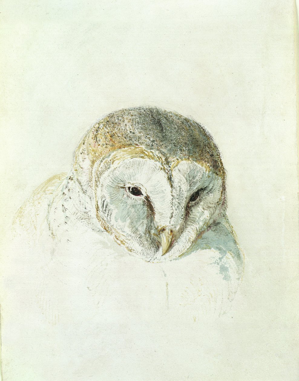 Coruja do celeiro branca, de The Farnley Book of Birds, c.1816 (lápis e aguarela sobre papel) de Joseph Mallord William Turner