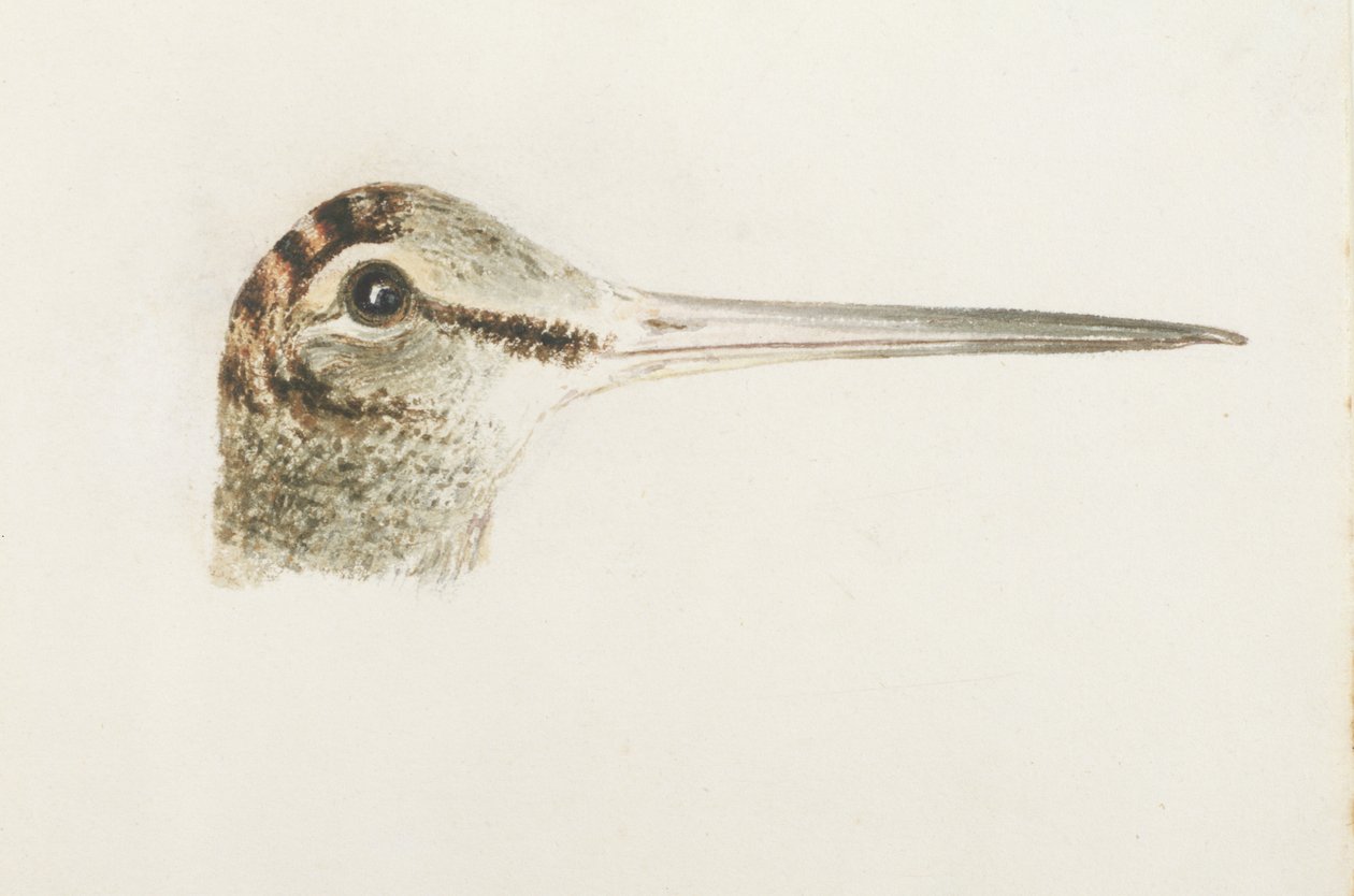 Woodcock, de The Farnley Book of Birds, c.1816 (lápis e aguarela sobre papel) de Joseph Mallord William Turner