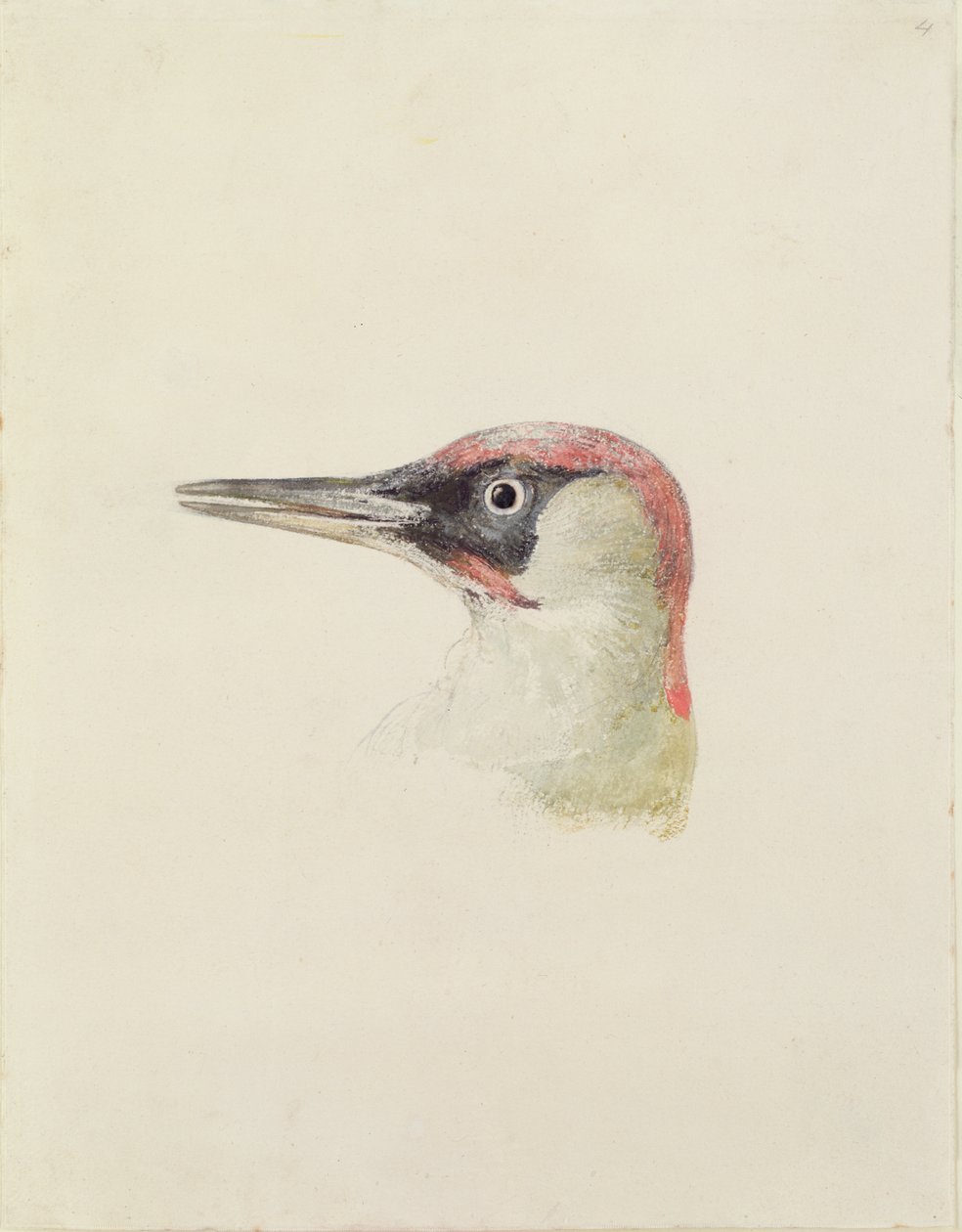 Pica-pau, de The Farnley Book of Birds, c.1816 (lápis e aguarela sobre papel) de Joseph Mallord William Turner