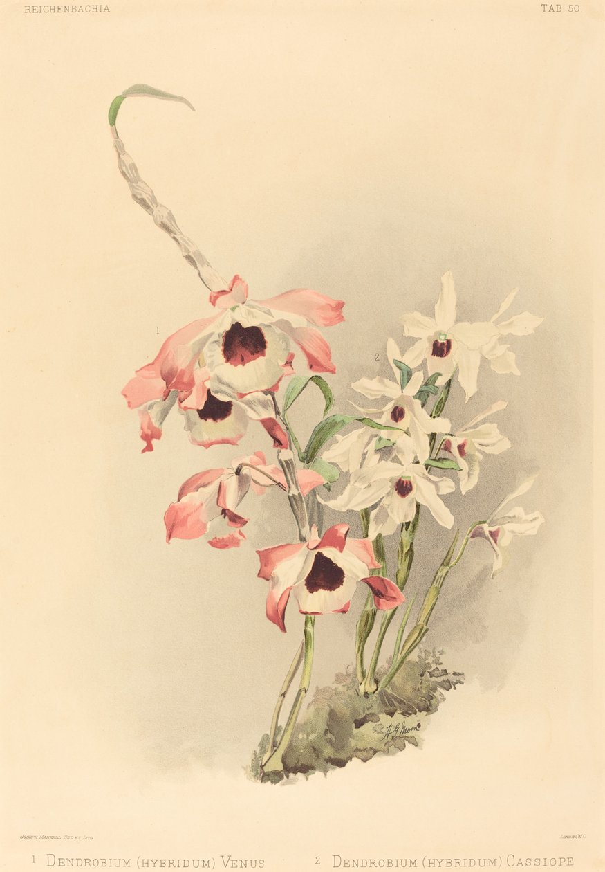 Dendrobium Hybridium Venus e Dendrobium Hybridium Cassiope. de Joseph Mansell