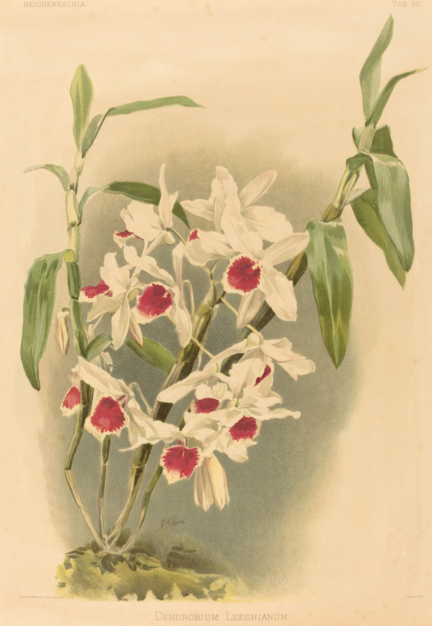 Dendrobium Leechianum. de Joseph Mansell