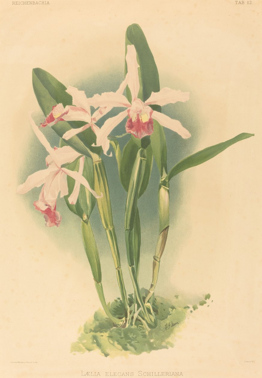 Laelia Elegans Schilleriana. de Joseph Mansell