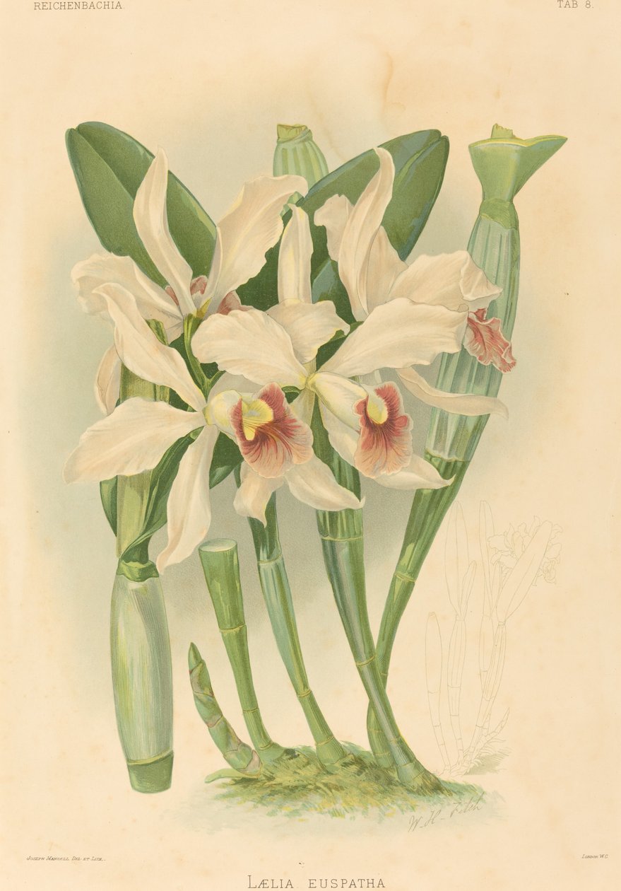 Laelia Euspatha. de Joseph Mansell