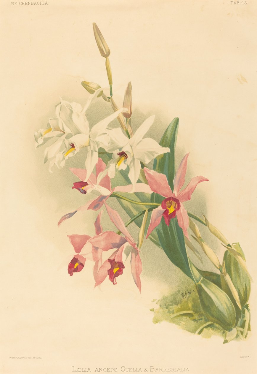 Laelia Anceps Stella & Barkeriana de Joseph Mansell after Henry George Moon
