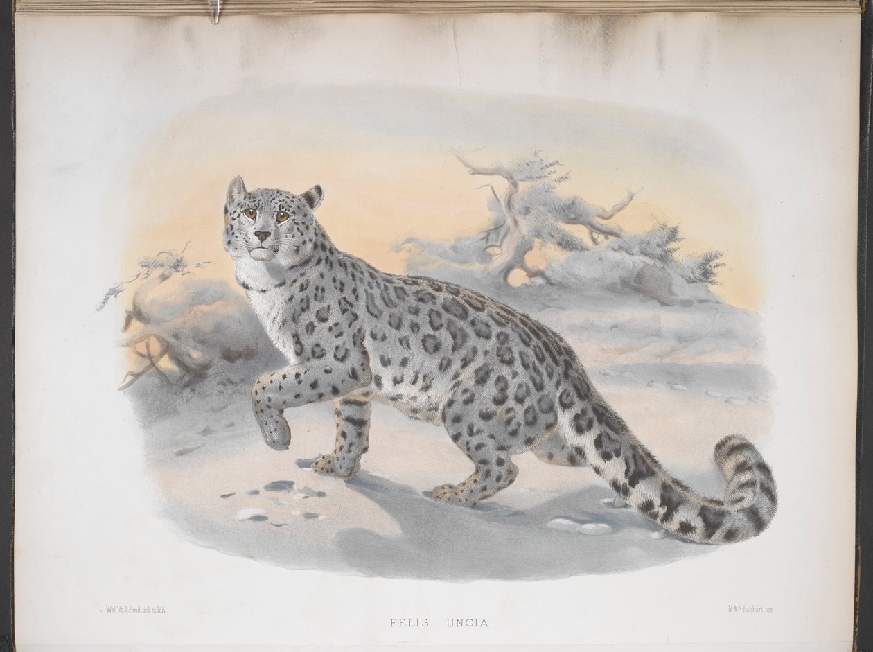 Felis uncia, leopardo da neve, de 