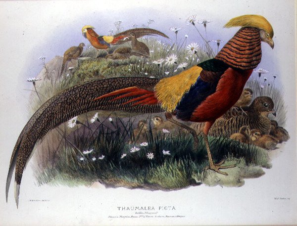 Thaumalea picta (Faisão Dourado) gravada por M. & N. Hanhart de Joseph and Smit J. Wolf