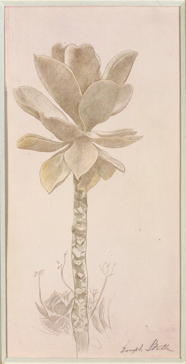 Estudo das flores de Joseph Stella