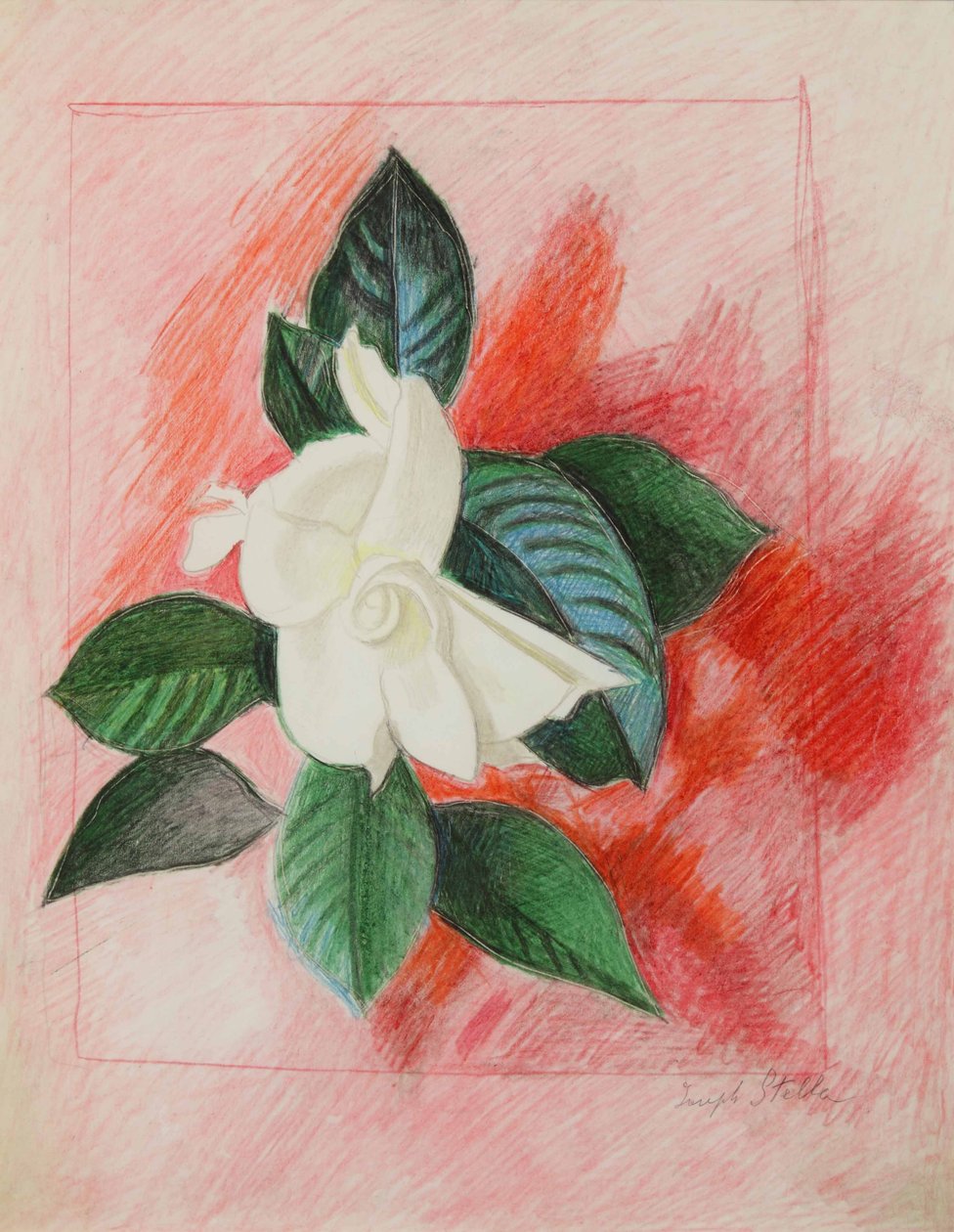 Gardenia, c.1940 (lápis de cor e grafite sobre papel) de Joseph Stella
