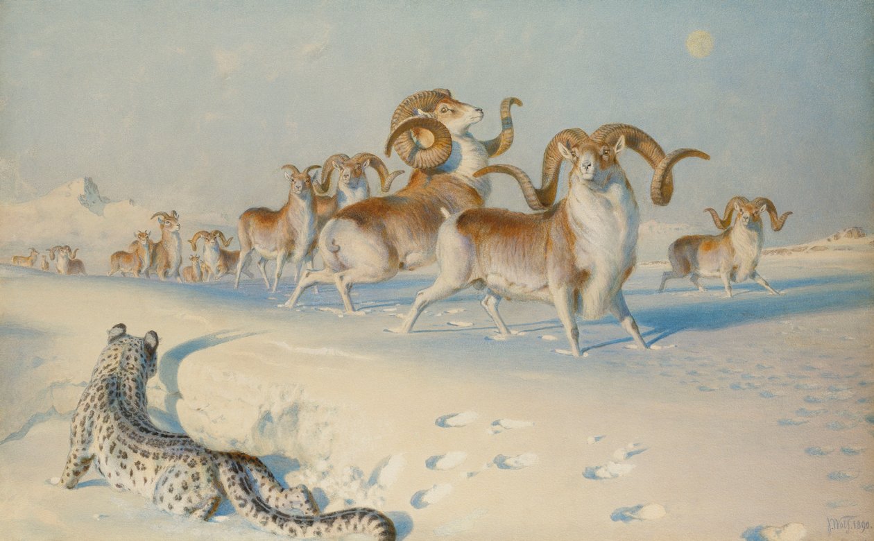 Um leopardo da neve perseguindo Ovis Poli, de Joseph Wolf