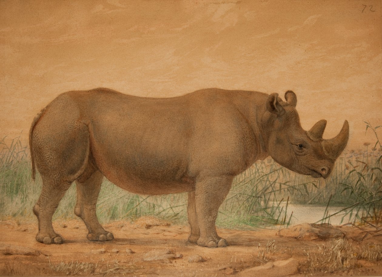 Rinoceronte africano de Joseph Wolf