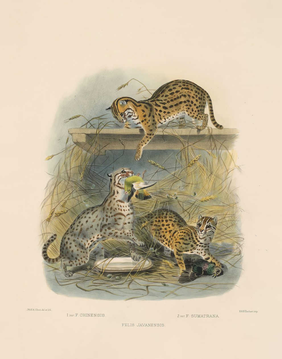 Gatos de Bengala asiáticos (Felis javanensis, F. chinensis, F. sumatrana) de Joseph Wolf